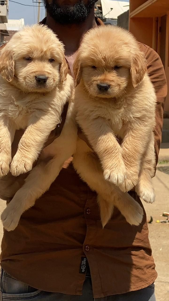 Cimarron Kennel team member holding two Golden Retriever puppies